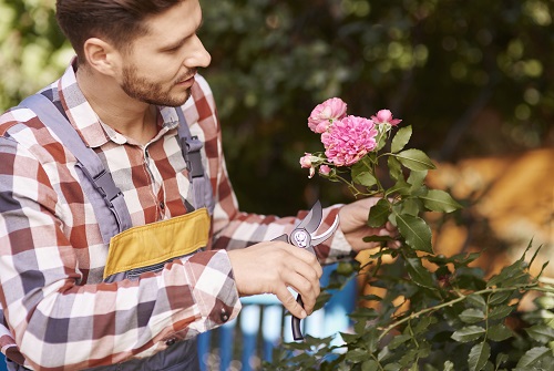 Hedging & Pruning Services Hedging & Pruning Services